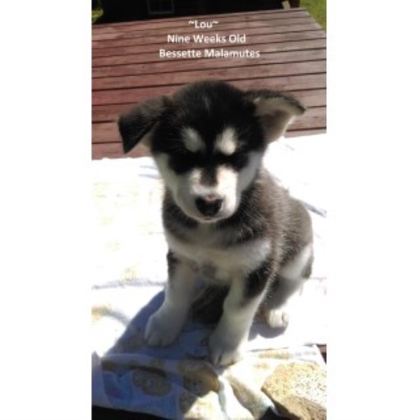 Alaskan Malamute puppy for sale + 45304