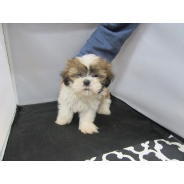 Shih Tzu puppy for sale + 44355