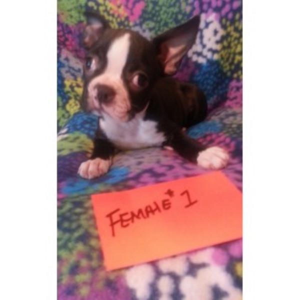 Boston Terrier Female #1 Puppy For Sale