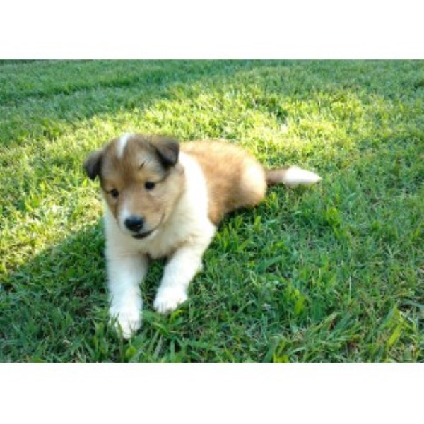 Collie puppy for sale + 46071