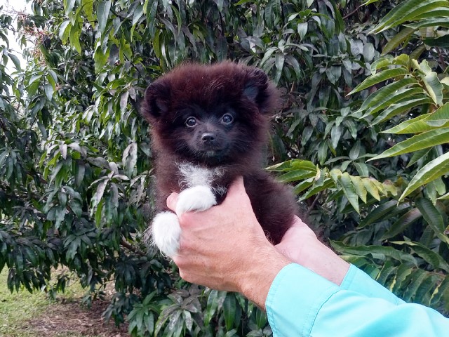 Mini Black Pomeranian Puppy Female