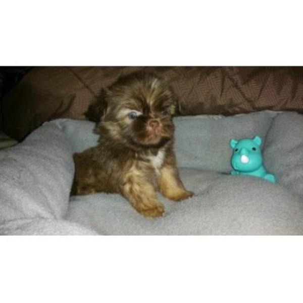 Shih Tzu puppy for sale + 44834