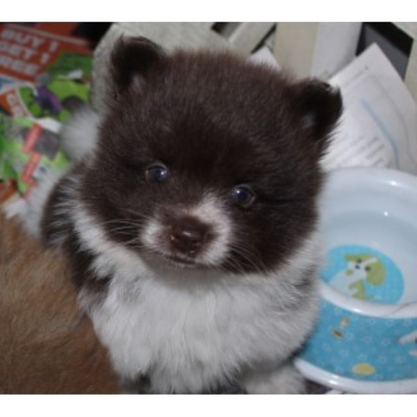 Pomeranian puppy for sale + 45977