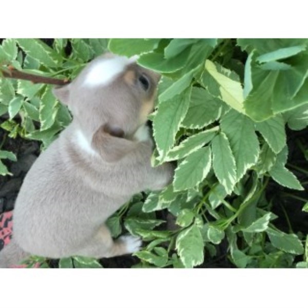Chihuahua puppy for sale + 45759