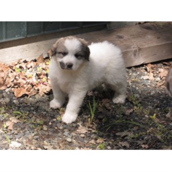 Great Pyrenees puppy for sale + 45602