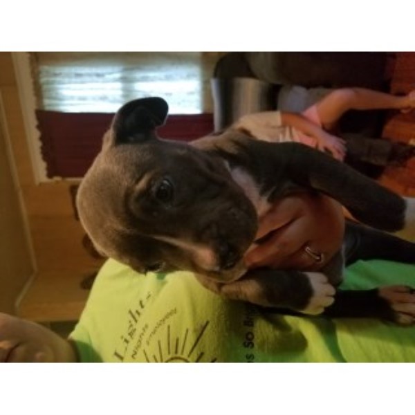 American Pit Bull Terrier puppy for sale + 46462