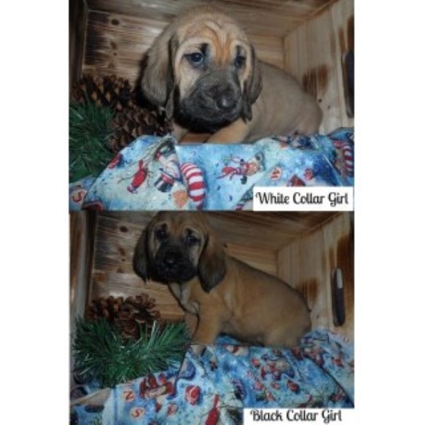 Bloodhound puppy for sale + 43895