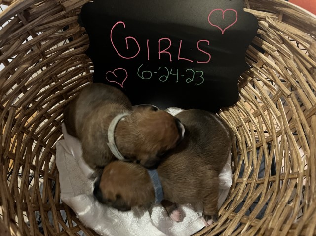 8 Beautiful Boxer puppies for sale