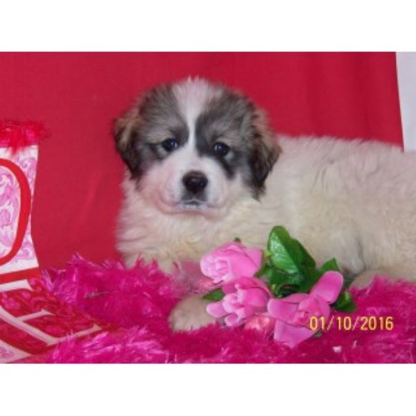 Great Pyrenees puppy for sale + 44691