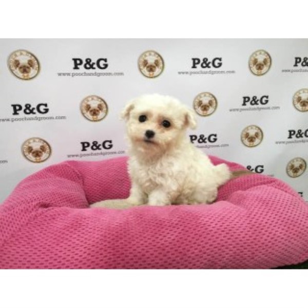 Maltese puppy for sale + 46182