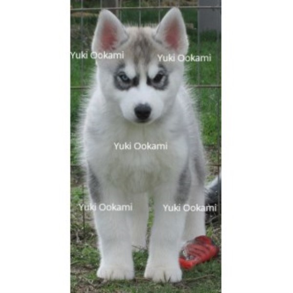 Siberian Husky puppy for sale + 44126