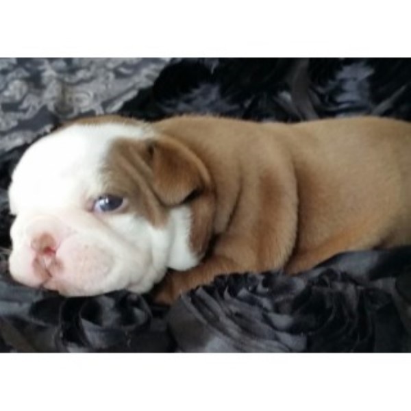 English Bulldog puppy for sale + 46885