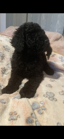 Labradoodle puppy for sale + 62663
