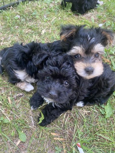 Morkie males for sale 05/07/22 $2000
