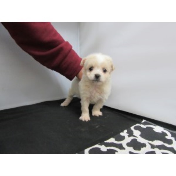 Maltese puppy for sale + 44352
