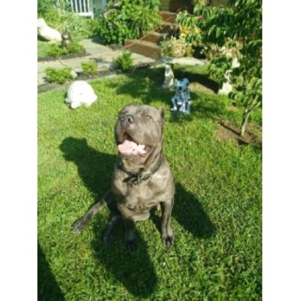 Cane Corso puppy for sale + 46197