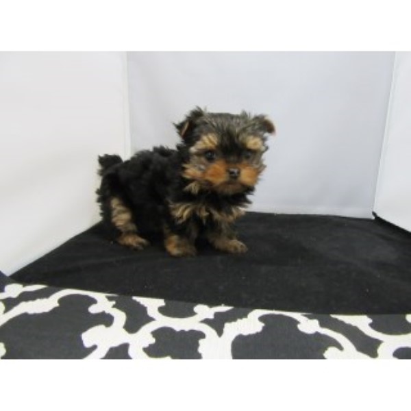 Yorkshire Terrier puppy for sale + 44650