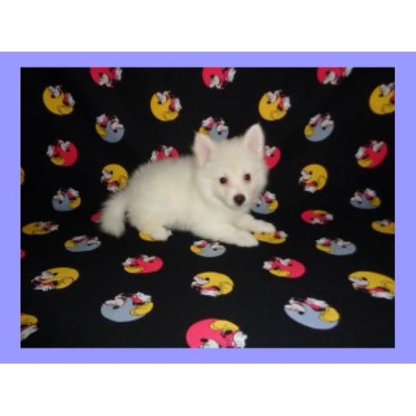 American Eskimo Dog puppy for sale + 46437