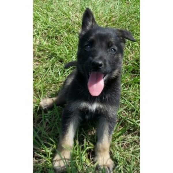 German Shepherd Dog puppy for sale + 46937