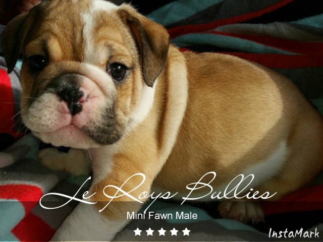 English Bulldog puppy for sale + 47074