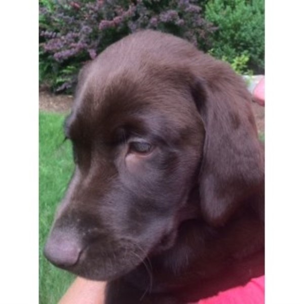 Labrador Retriever puppy for sale + 46350