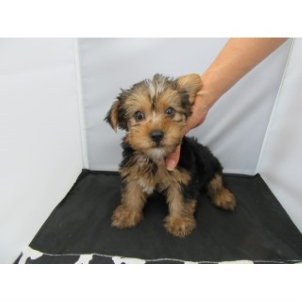 Yorkshire Terrier puppy for sale + 45954