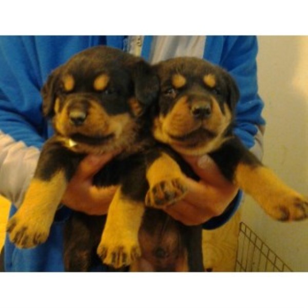 Rottweiler puppy for sale + 44699