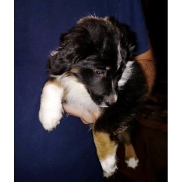 Miniature Australian Shepherd puppy for sale + 45046