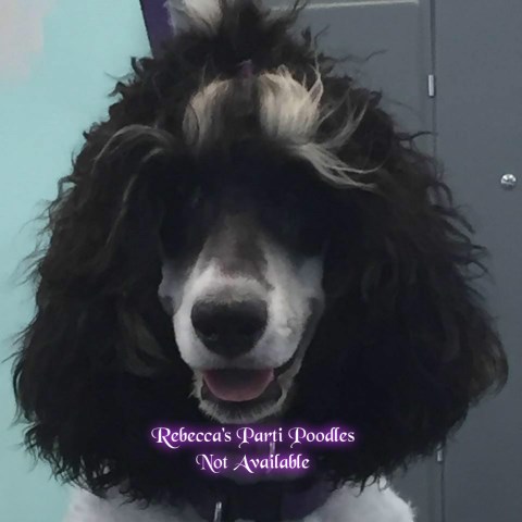 Beautiful, Quality, Ch Standard Poodles