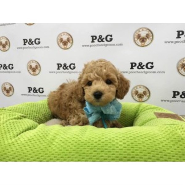 Poodle Miniature puppy for sale + 45589
