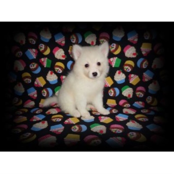 American Eskimo Dog puppy for sale + 46095