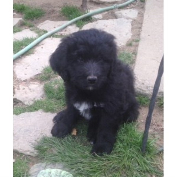 Australian Shepherd Dog puppy for sale + 45263