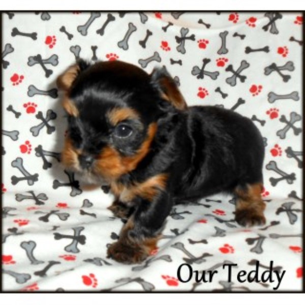 Yorkshire Terrier puppy for sale + 45255