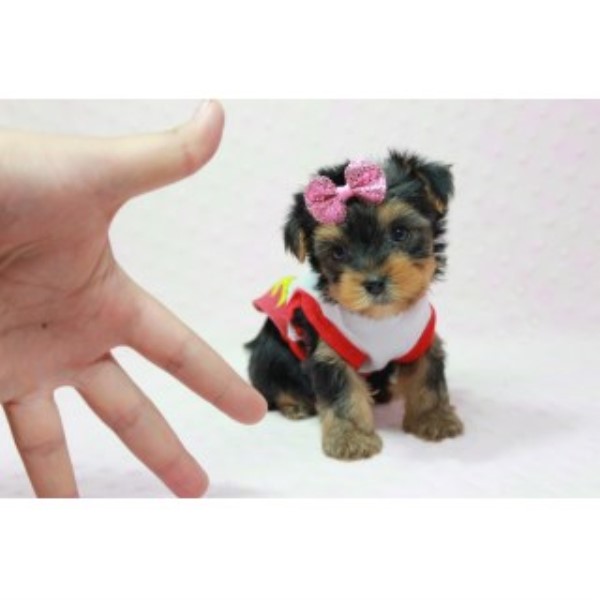 Yorkshire Terrier puppy for sale + 46442