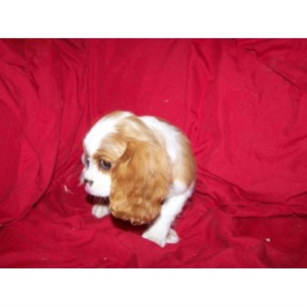 Cavalier King Charles Spaniel puppy for sale + 43444