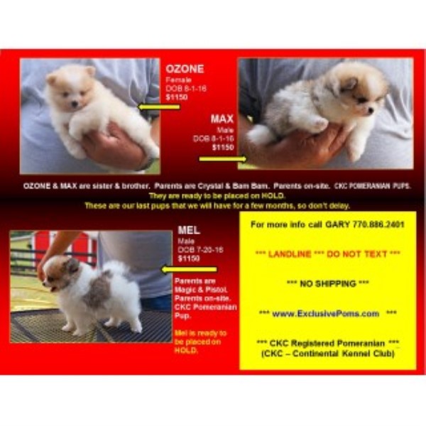?? Adorable CKC Pomeranian Pups 770-886-2401; Forsyth County, Ga
