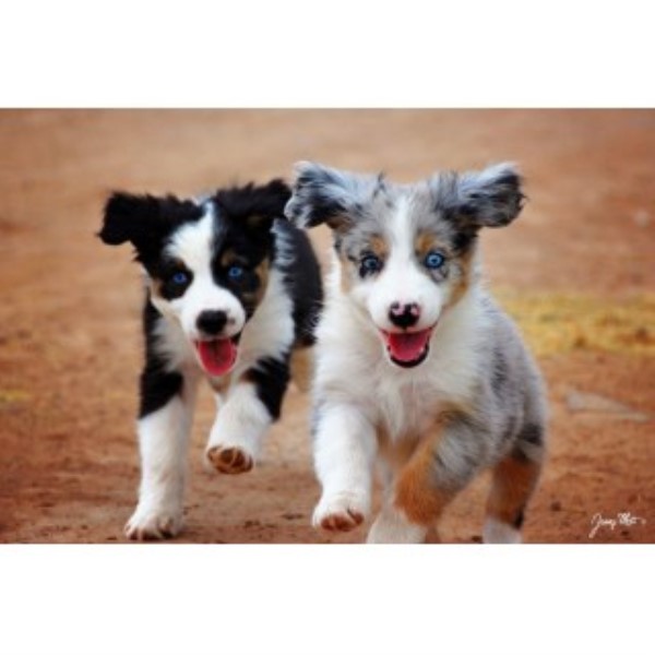 Australian Shepherd Puppies Due August 20th