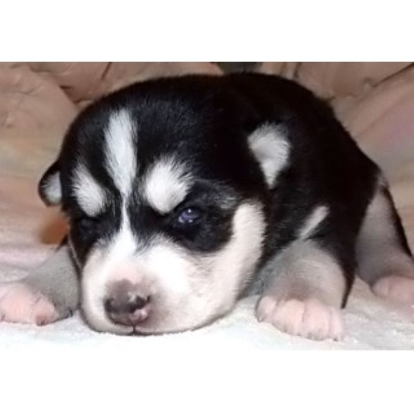 Siberian Husky puppy for sale + 44818