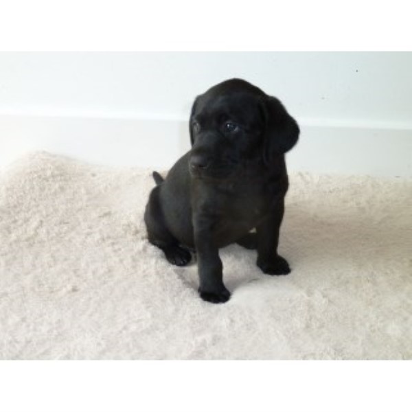 Black Lab 7 Weeks! Price Is Negotiable! Needs A Loving Home (denver, Co)