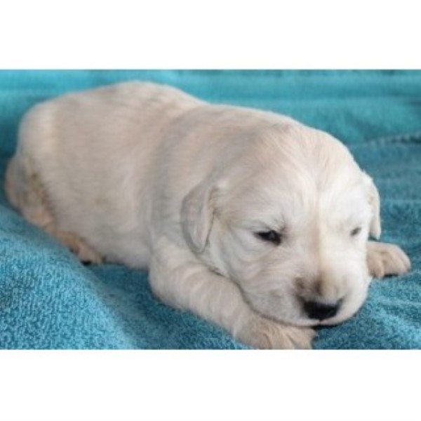 Golden Retriever puppy for sale + 45662