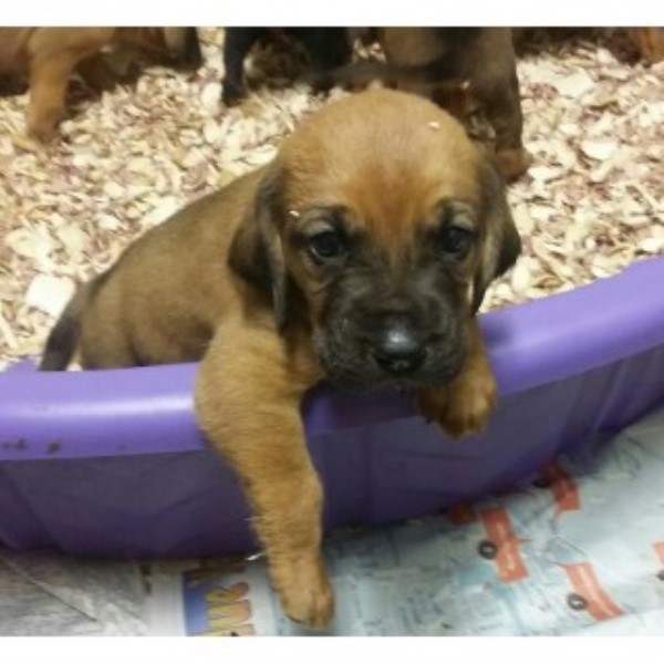 Bloodhound puppy for sale + 45621