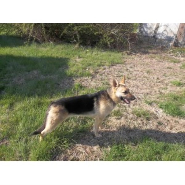 German Shepherd Dog puppy for sale + 45432