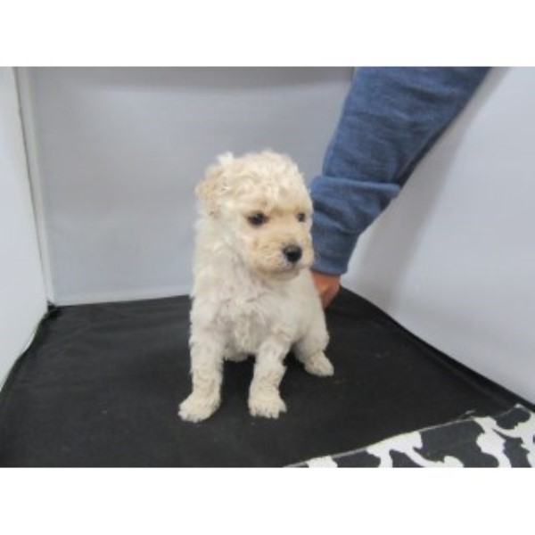 Maltese puppy for sale + 44353