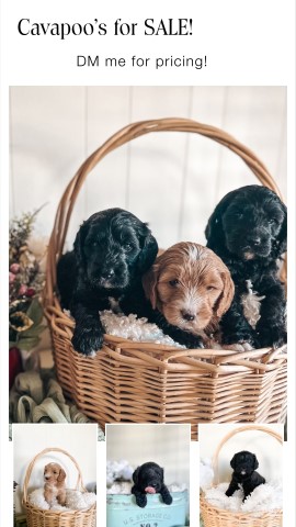Poodle Miniature puppy for sale + 65290