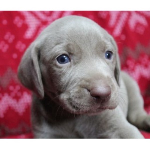 Weimaraner puppy for sale + 44704