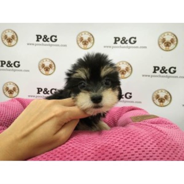 Morkie puppy for sale + 46922