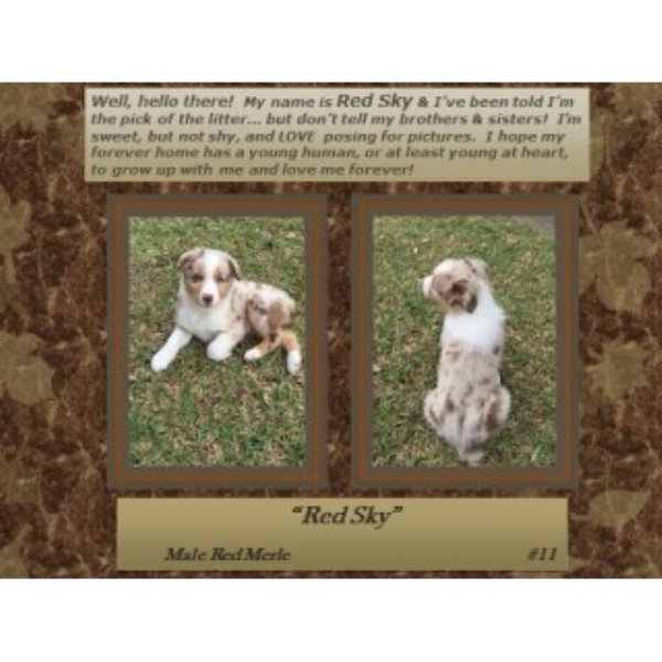 Australian Shepherd Dog puppy for sale + 45533