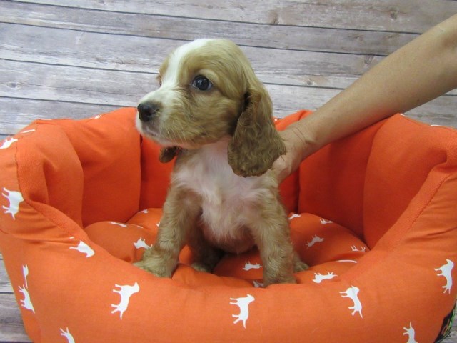Cockapoo puppy for sale + 46979