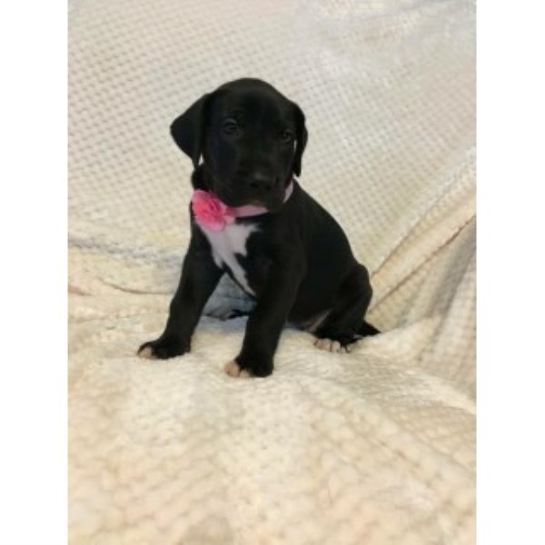 Great Dane puppy for sale + 44898