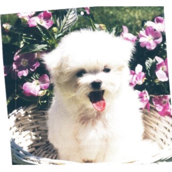 Maltese puppy for sale + 46663